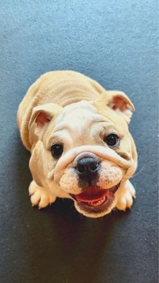 Power to the Pet, Training