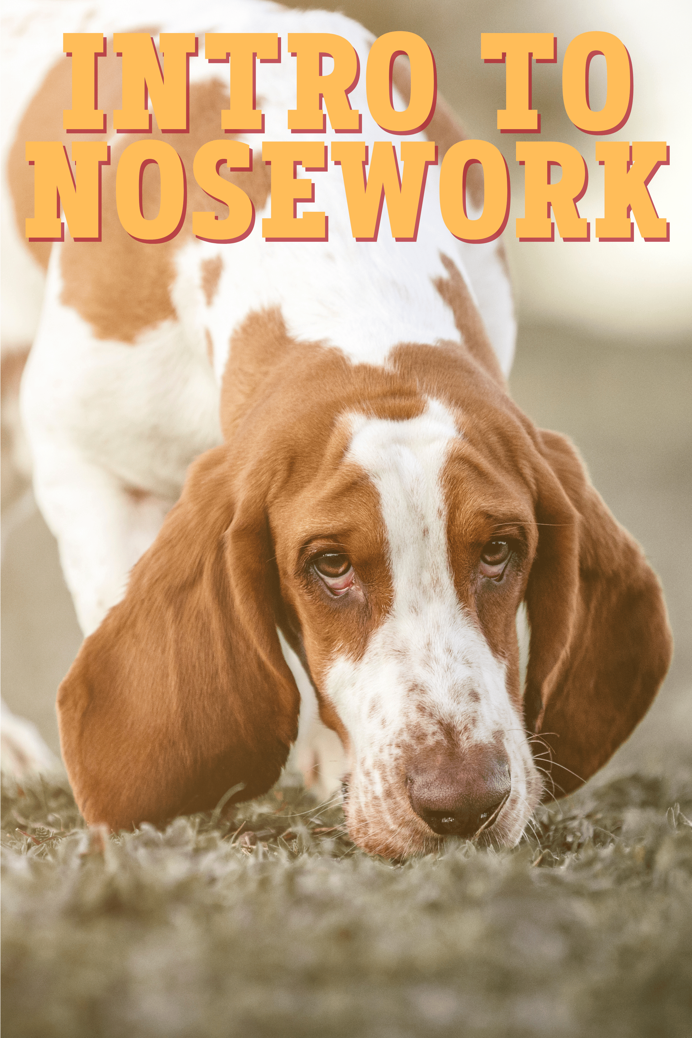 nosework hound